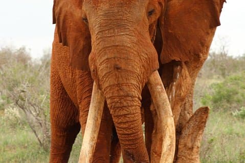 4 dagers safari Amboseli, Tsavo West og Tsavo East