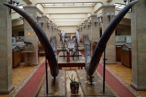 Sofias hemliga museer