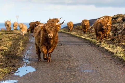 Highlands + Glencoe + Loch Ness Privat Tour