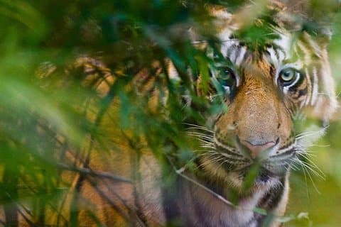 5 jours de visite du triangle d'or et de safari animalier à Ranthambore