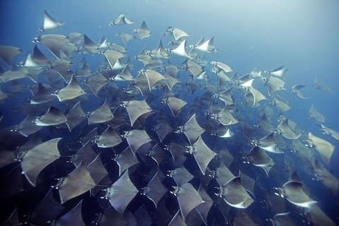 Buceo de 2 tanques - Buzos certificados (Bahía de Santa María y Bahía de Chileno)