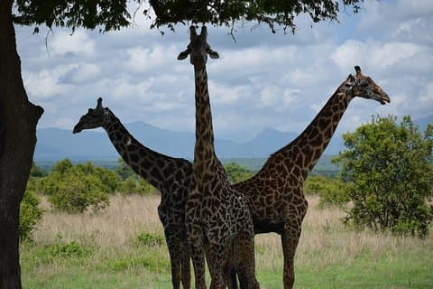 3 days safari to Mikumi and Udzungwa