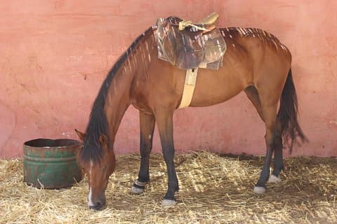Passeio a cavalo: 2 horas de passeio a cavalo em Agadir