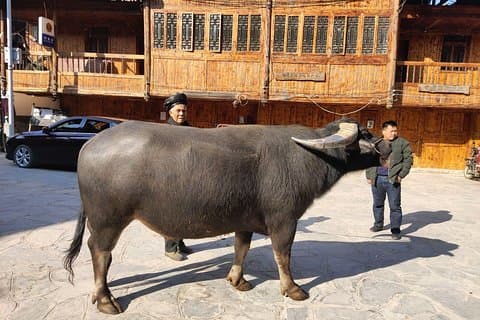9-daagse privétour: van Guilin via Zuid-Guizhou naar Zhangjiajie