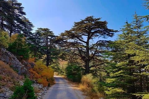 Privato Beiteddine, Shouf Cedars & Deir el Qamar | Chouf Trip