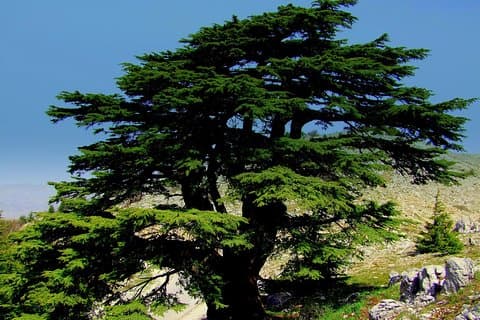 Qadisha Valley, Cedars Hike & Kozhaya | Kleingruppentour Beirut