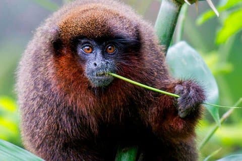 Manu Jungle Tour (4 dagen)