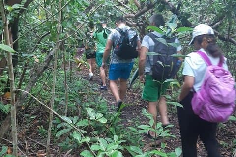Visite de la forêt de Jozani