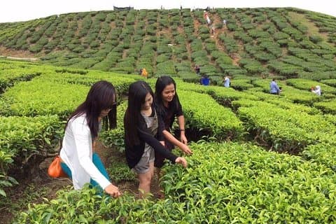 Heldags Cameron Highlands-tur