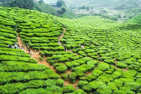 Excursión de naturaleza de día completo a Cameron Highlands
