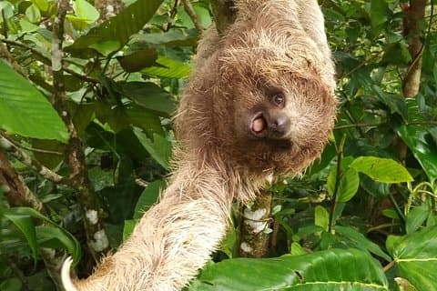 Excellente visite de la faune à Bijagua de Upala
