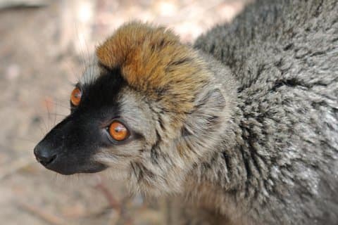 Unique Madagascar