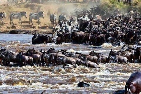 8 Days Great Wildebeest Migration - Mara River Crossing
