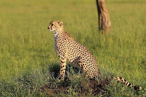 3 Tage Tarangire, Lake Manyara und Ngorongoro