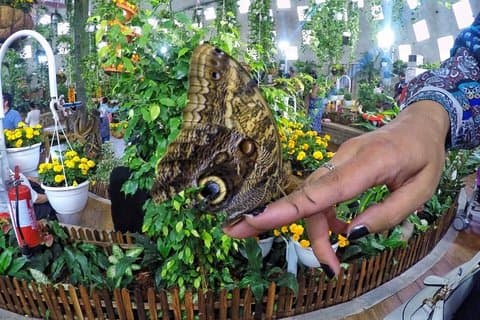 Dubai Trio Tour : Miracle Garden•Vlindertuin•Global Village