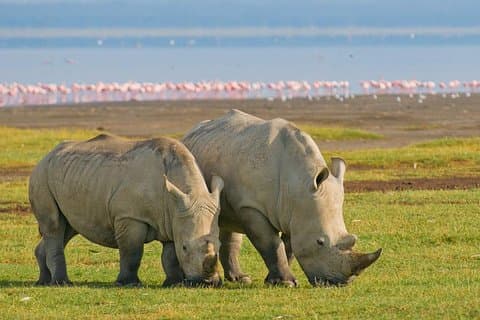 Lake Nakuru National Park Tagestour Ab Nairobi