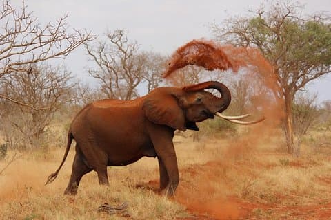 2 dagar Tsavo West Safari äventyr Nairobi Kenya !