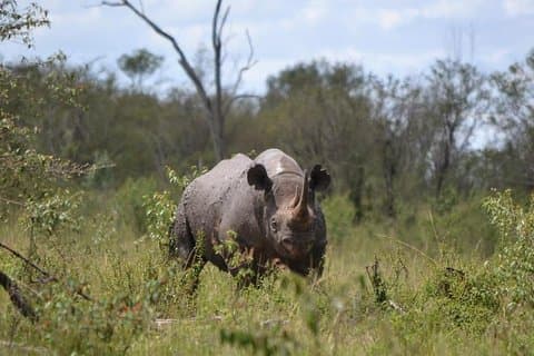 6 dage Samburu, Olpejeta, Nakuru og Naivasha Safari