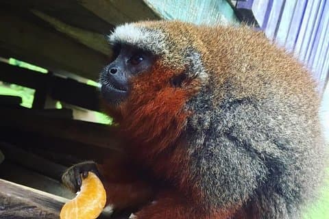 Monkey Island, Amazonas-elven og innfødte akvatiske arter – Alle billetter