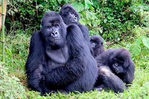3 dagar Gorilla och Golden Monkey Trek