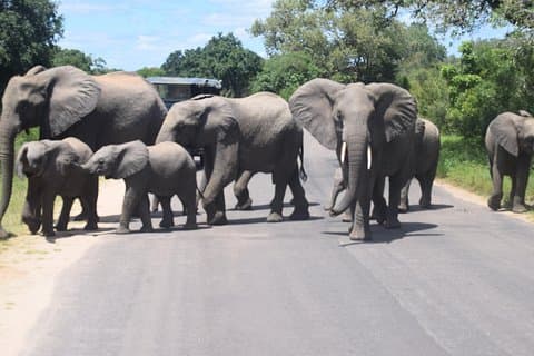 10 - Day Soweto, KrugerPark, Maputo, St. Lucia, SaniPass og Lesotho