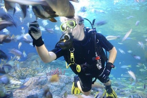 Pattaya Underwater World - Oppdag havskatter
