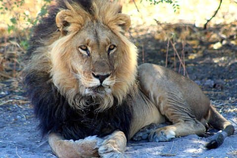 3 Day Central Kalahari Game Reserve Safari Tour
