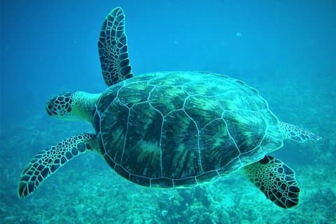 KAPITÄN ALANS 4-Stunden-3-Inseln-Schnorchel-Schildkröten-Strand-ABENTEUER