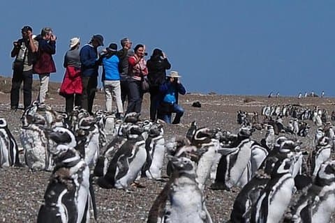Puerto Madryn: VALDÉS PENINSULA with visit to the Magellanic penguin colony