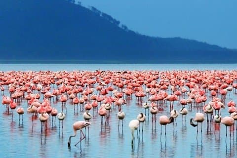 Safari de observación de aves de 3 días en jeep Land Cruiser 4x4