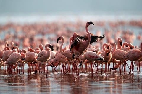 Safari de observación de aves de 3 días: lago Bogoria, lago Naivasha y parque del lago Nakuru