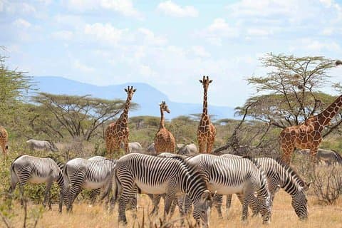 4 dias de melhor safari de vida selvagem em Samburu e Lago Nakuru em jipe 4x4