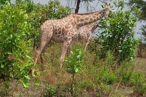 3 dagar, Safari med Mikumi National Park, med privat transfer