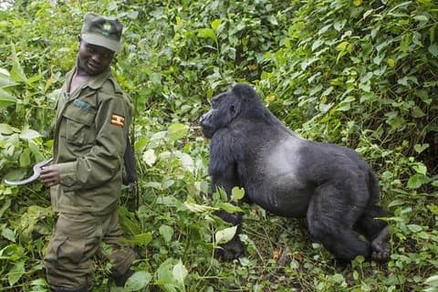 3 Days Gorilla trekking in Bwindi National Park