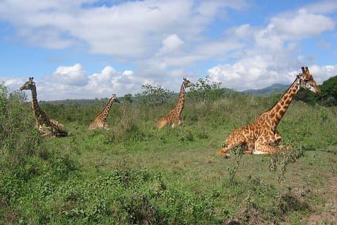 Arusha National Park Day Tour with Walking Safari & Canoeing