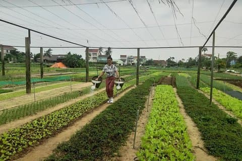 Discovering Hoi An Countryside Local style From Hoi an