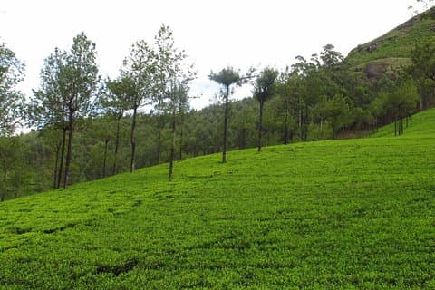 Munnar Site-seeing Tour