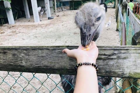 Johor Tour Ends in Singapore - Ostrich Farm, Beach, Waterfall, Fireflies [Car]