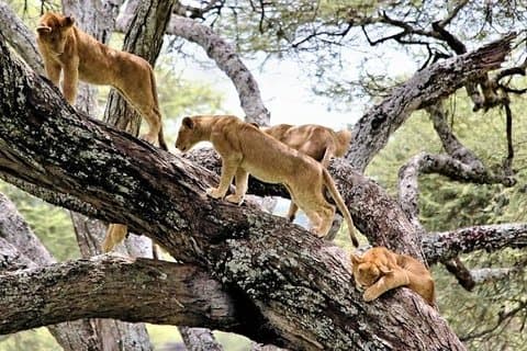 アルーシャ発マニャラ湖 1 日ツアー