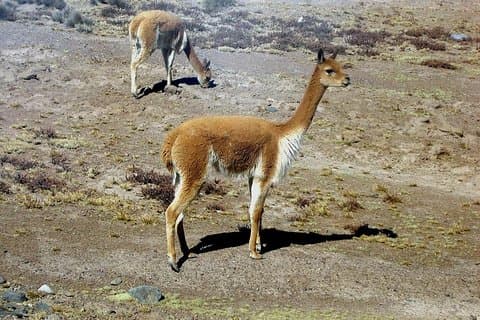 Colca heldags gruppetur