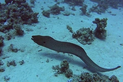 Tweede grootste Barrier Reef Adventure