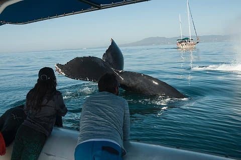 Walvissen en dolfijnen spotten met een bioloog in Puerto Vallarta