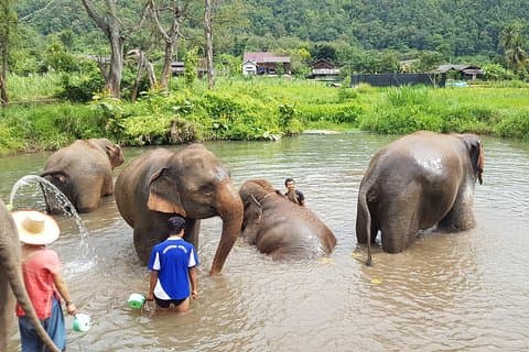 Chiang Mai Elephant Sanctuary and Temples Tour in Spanish