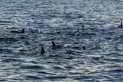 Bohol: Delfin- und Walbeobachtungstour auf der Insel Pamilacan