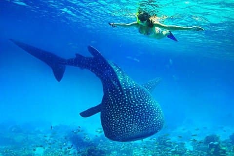 Private Cebu-Tour: Oslob-Walhai + Canyoning + Kawasaki-Wasserfälle