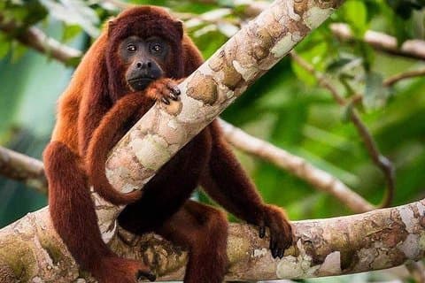Sandoval-innsjøen og Tambopata nasjonalreservat
