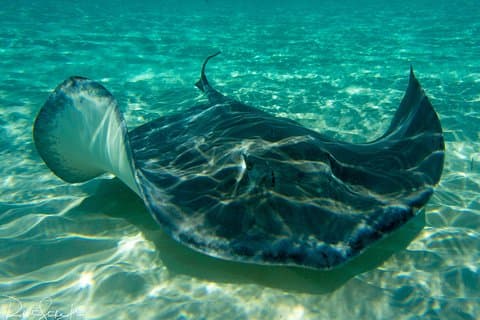 Starfish Point, Stingray City-Sandbar och Coral Gardens