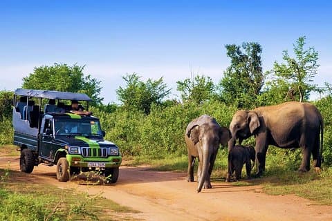 Half Day Udawalawe Safari from Kalutara (Entrance + Lunch)
