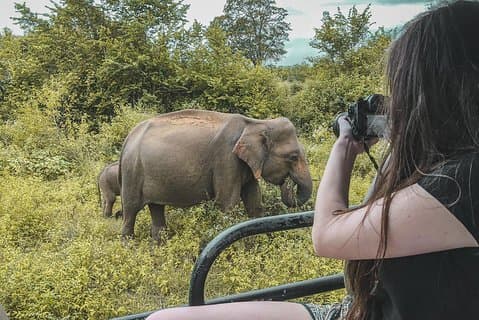 Halbtägige Udawalawe-Safari (Eintritt + Mittagessen)