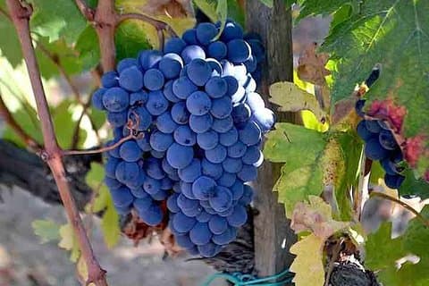 Excursão vinícola Brunello para grupos pequenos em Montalcino saindo de Florença